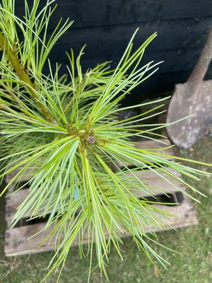 PINUS armandii / Chinese White Pine