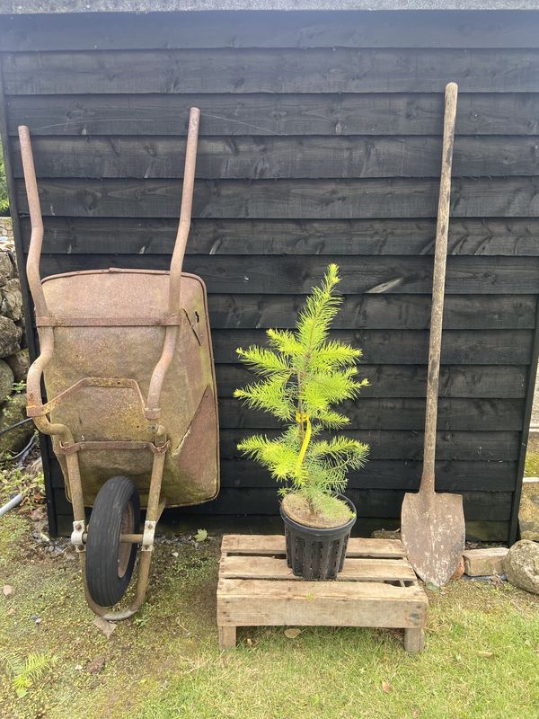 Sycamore tree for sale UK