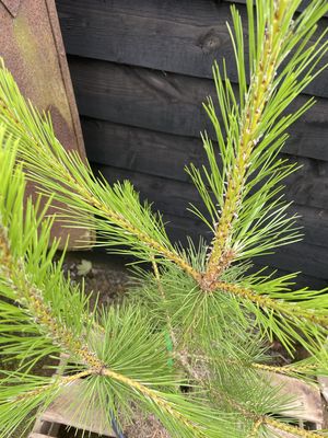 Austrian/Black Pine — view 3