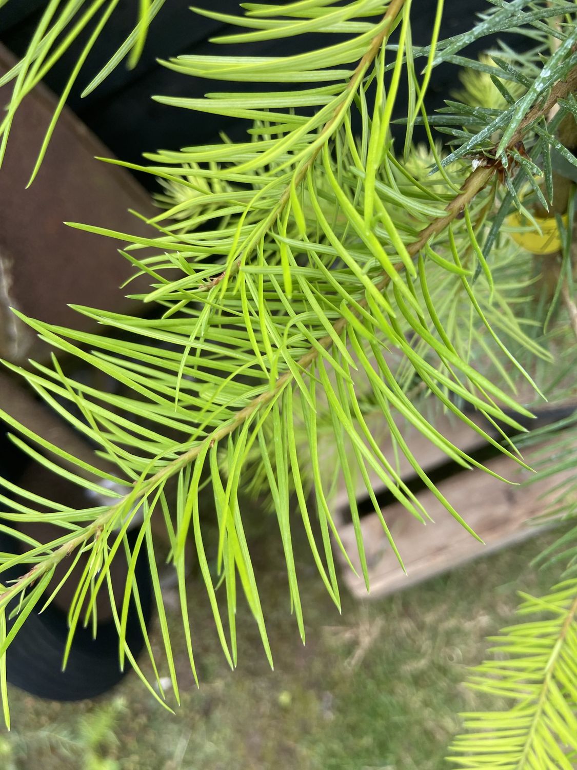 ACER pseudoplatanus / Sycamore