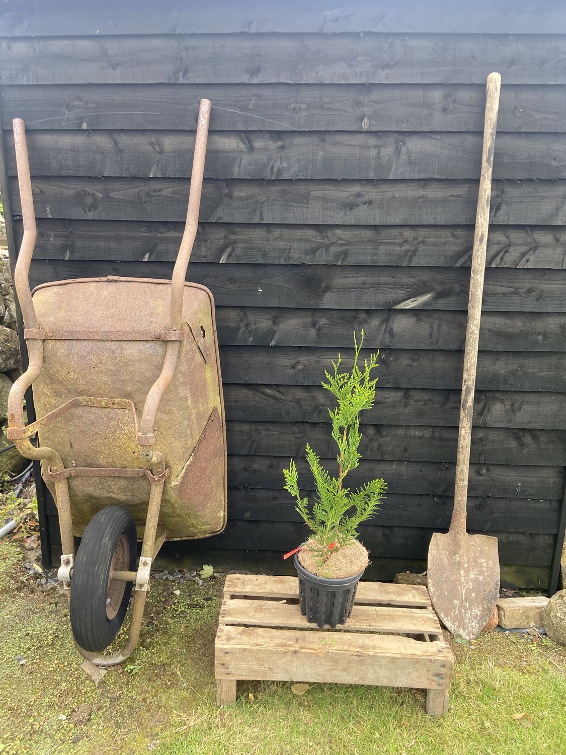THUJA plicata &#39;Atrovirens&#39; / Western Red Cedar