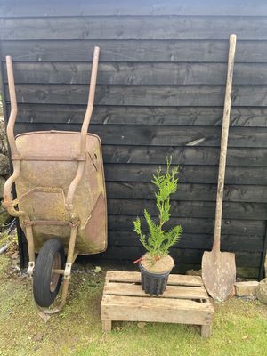 THUJA plicata &#39;Atrovirens&#39; / Western Red Cedar