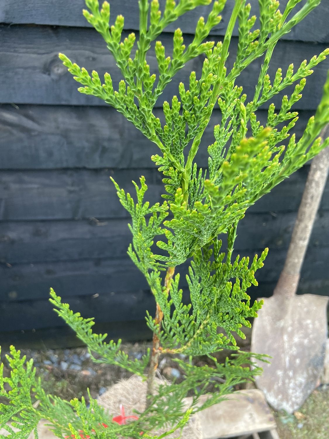 THUJA plicata &#39;Atrovirens&#39; / Western Red Cedar