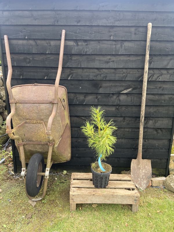 Chinese White Pine tree for sale UK