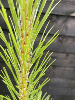 Austrian/Black Pine — view 2