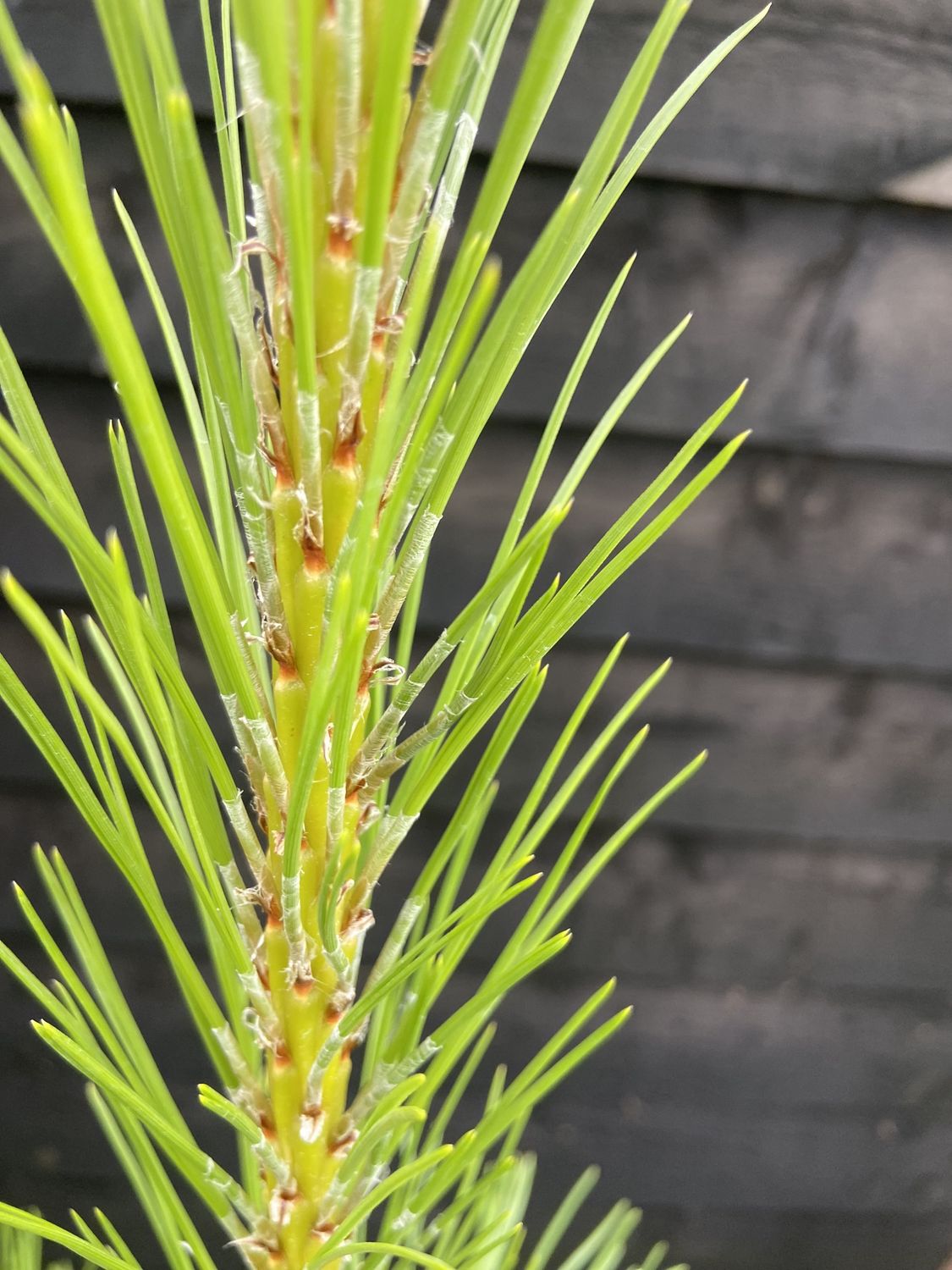 PINUS nigra / Black Pine