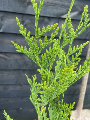 THUJA plicata 'Atrovirens' / Western Red Cedar