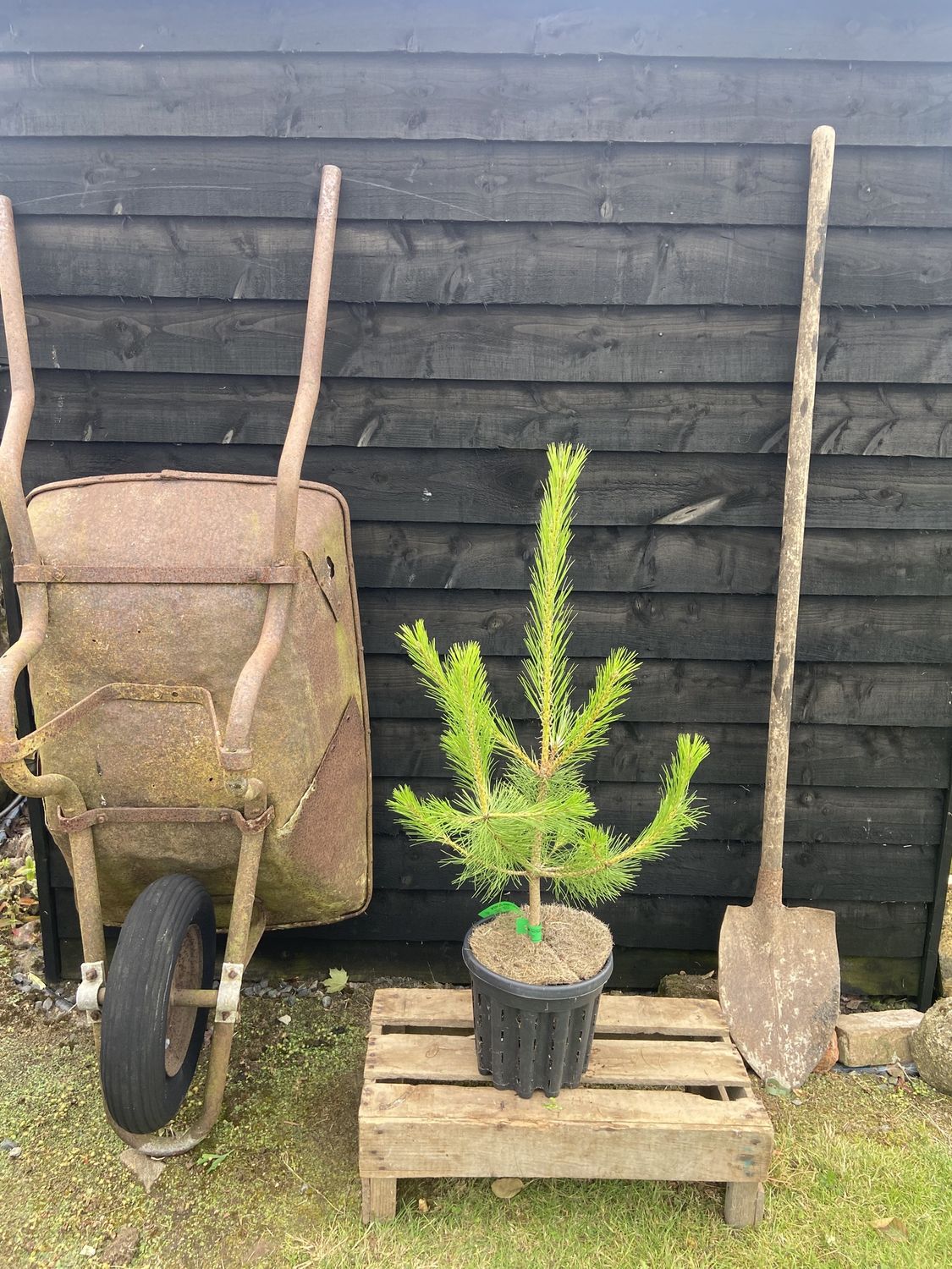 PINUS nigra / Black Pine