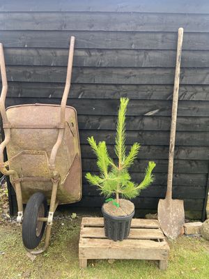 PINUS nigra / Black Pine