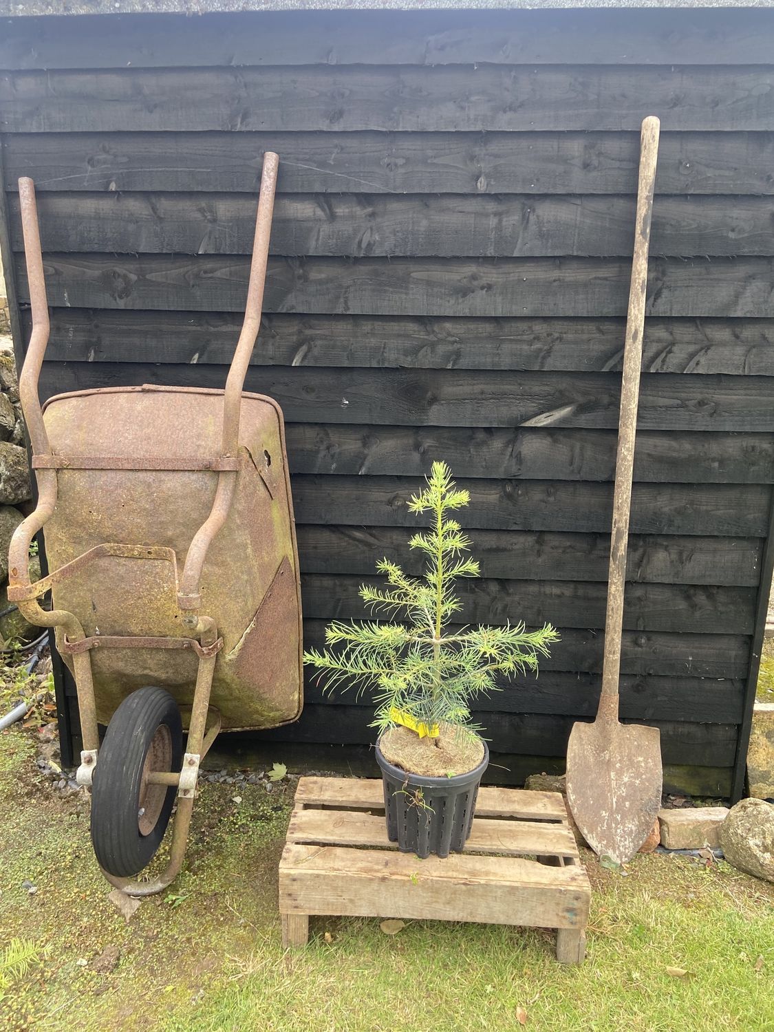 ABIES concolor / Colorado White Fir