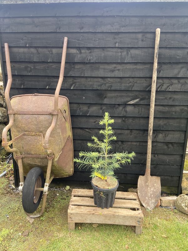 Colorado White Fir tree for sale UK