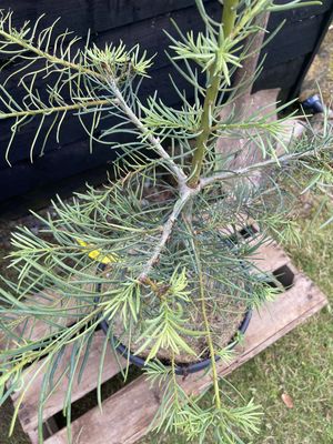 Colorado White Fir — view 3