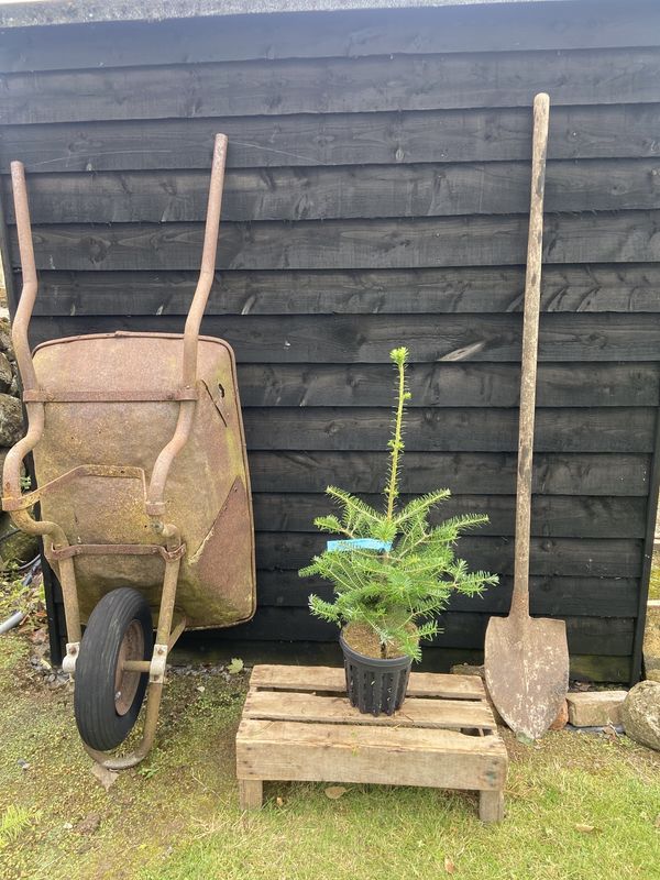 Korean Fir tree for sale UK