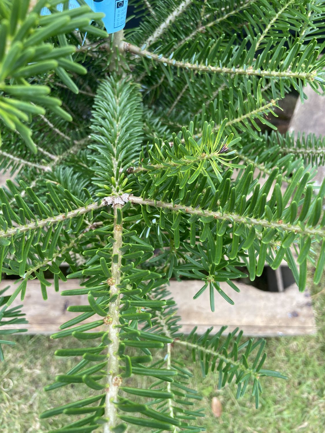 ABIES koreana / Korean Fir