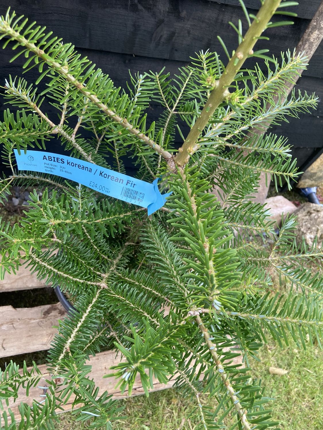 ABIES koreana / Korean Fir