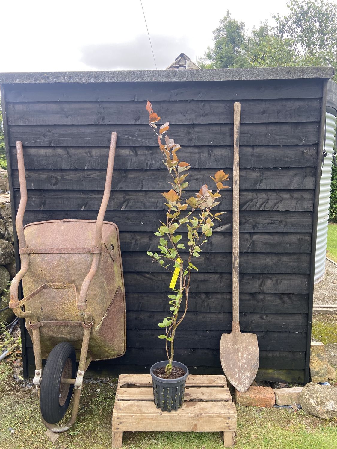 FAGUS sylvatica &#39;Dawyck Purple&#39; / Upright Purple Beech