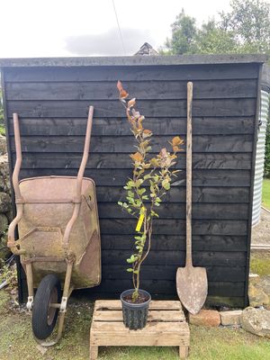 FAGUS sylvatica &#39;Dawyck Purple&#39; / Upright Purple Beech