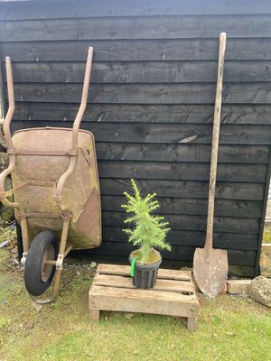 CEDRUS atlantica / Atlas cedar