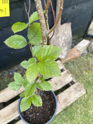 Upright Purple Beech — view 2