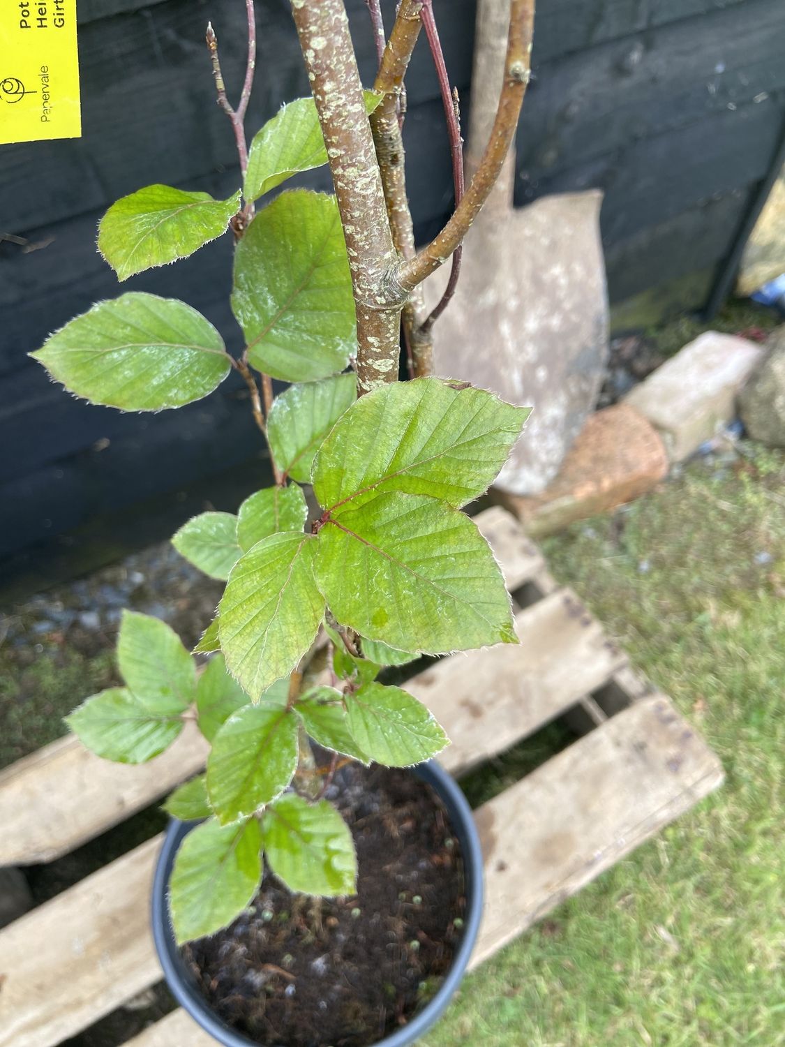 FAGUS sylvatica &#39;Dawyck Purple&#39; / Upright Purple Beech