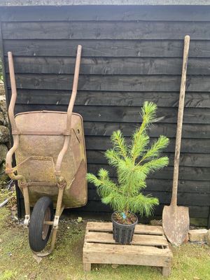 PINUS strobus / Weymouth Pine