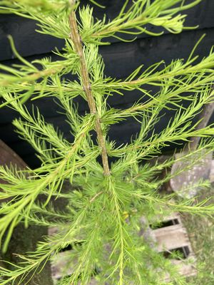 European Larch — view 2