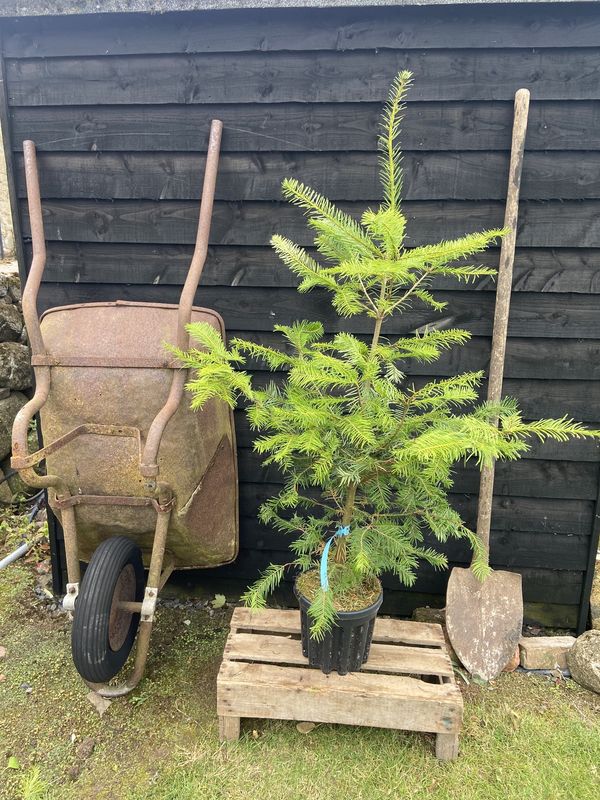 Grand Fir tree for sale UK