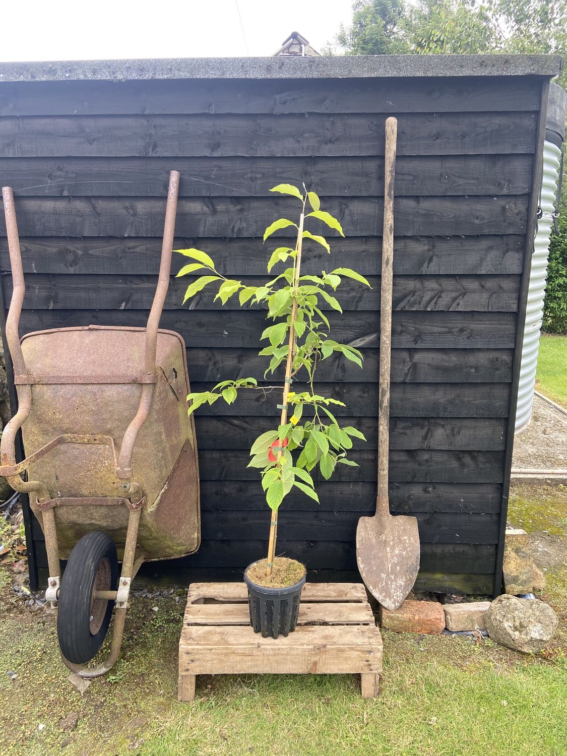 HALESIA carolina / Snowdrop Tree
