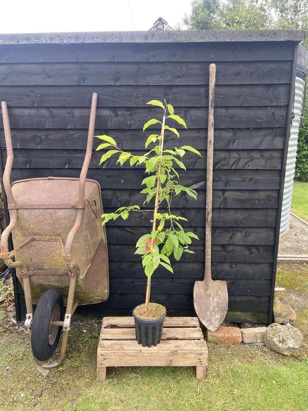 Snowdrop Tree tree for sale UK