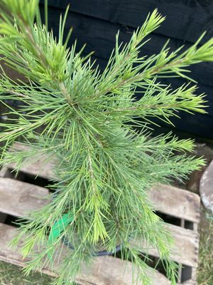 Atlas cedar — view 3
