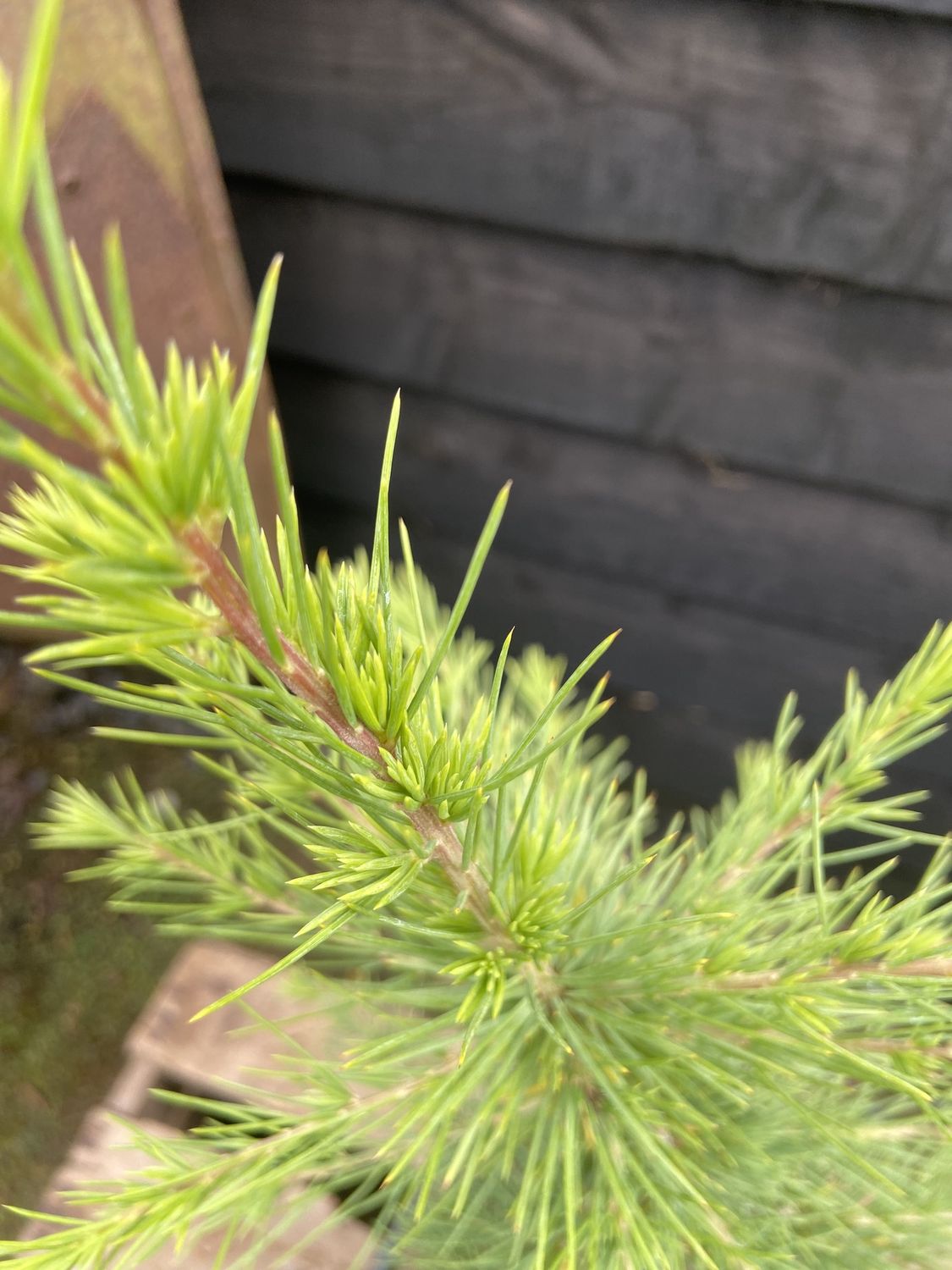 CEDRUS atlantica / Atlas cedar