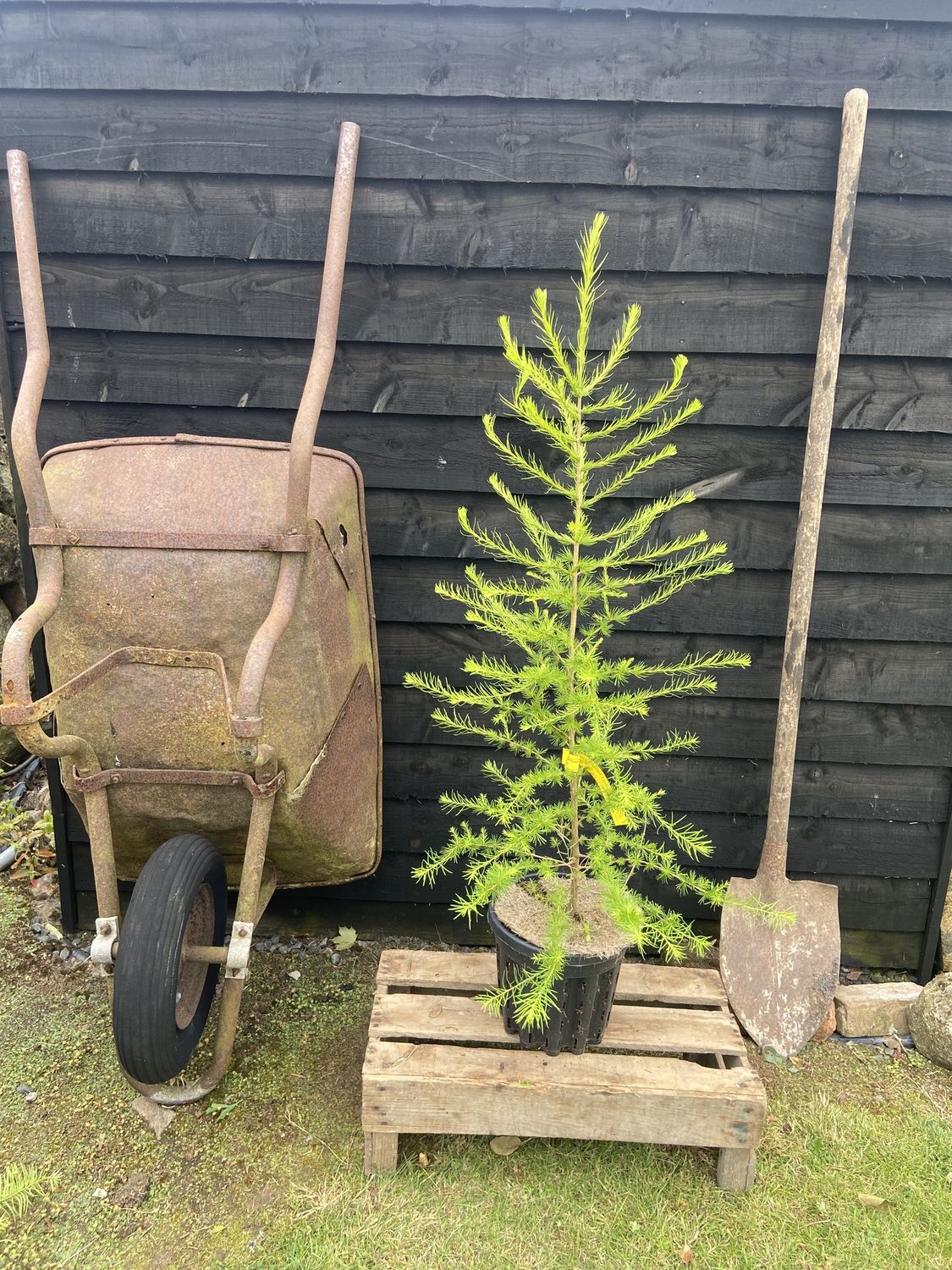 LARIX decidua / European Larch
