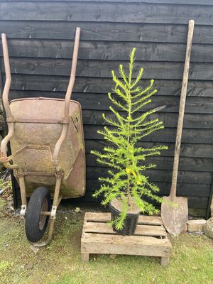 LARIX decidua / European Larch