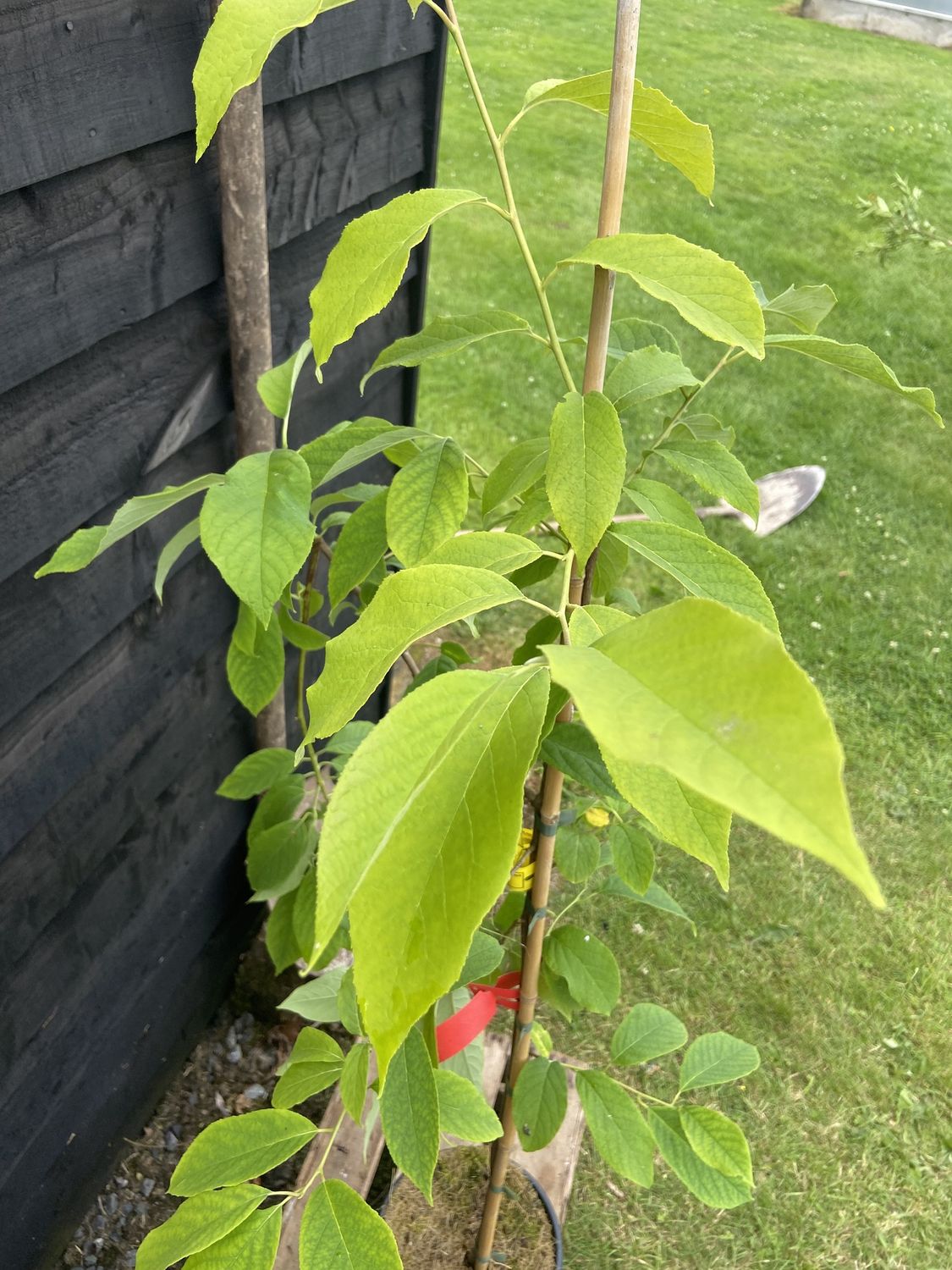 HALESIA carolina / Snowdrop Tree
