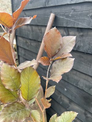Upright Purple Beech — view 3