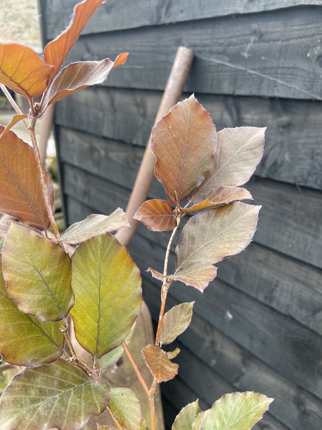 FAGUS sylvatica &#39;Dawyck Purple&#39; / Upright Purple Beech