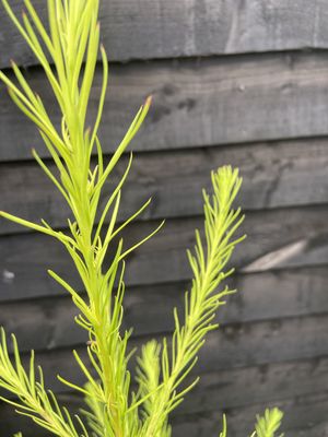 European Larch — view 3