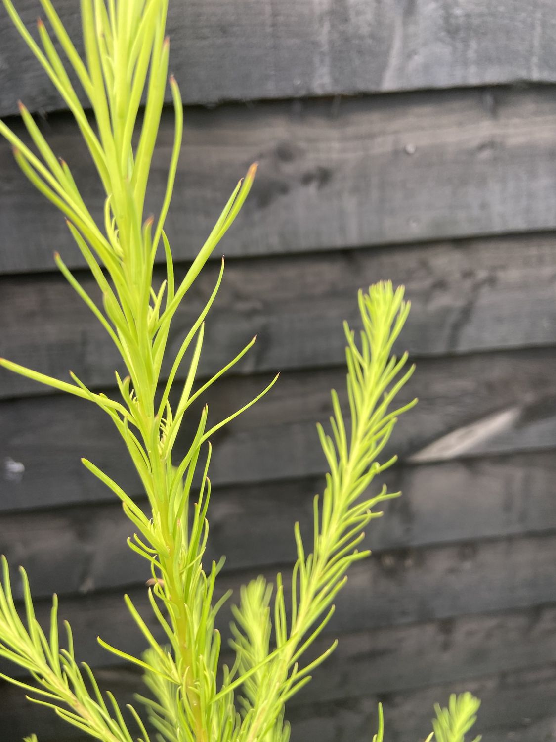 LARIX decidua / European Larch