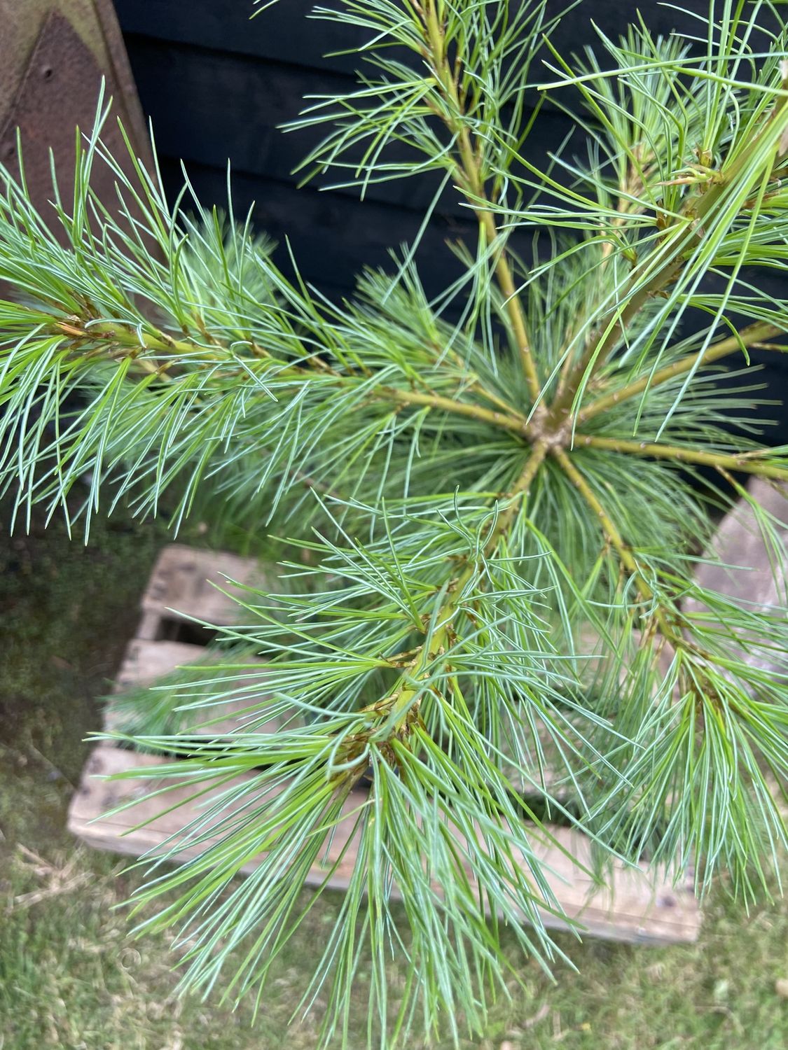 PINUS strobus / Weymouth Pine
