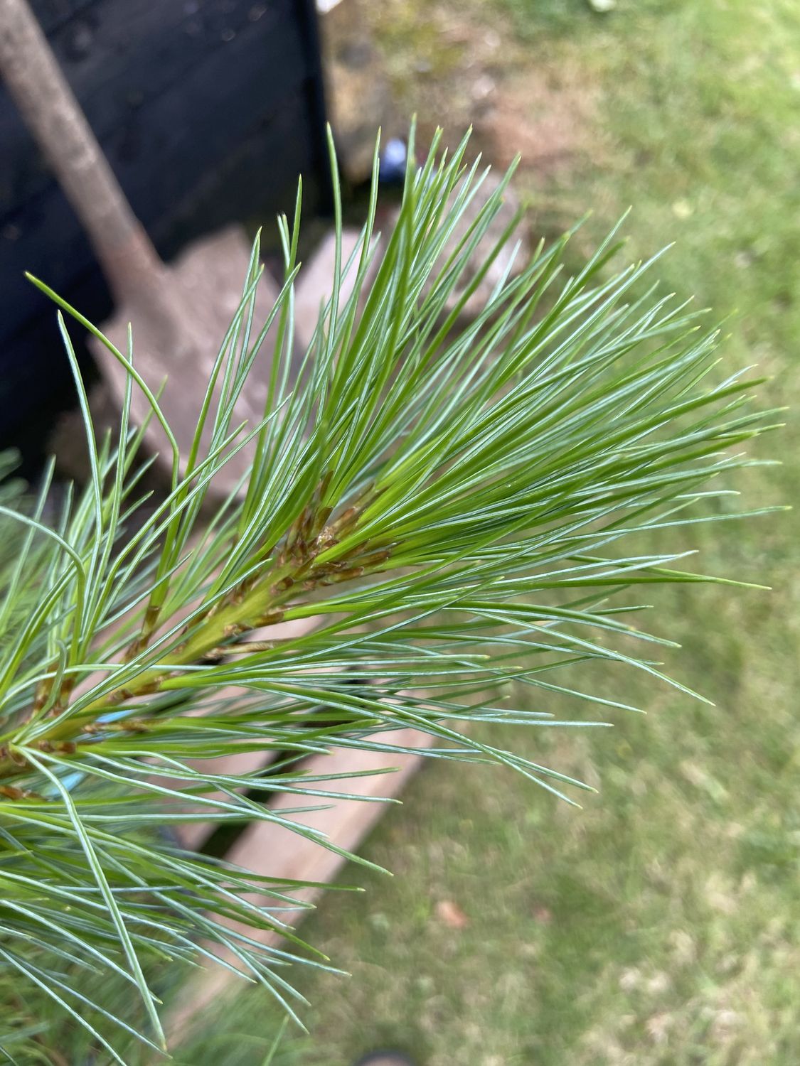 PINUS strobus / Weymouth Pine