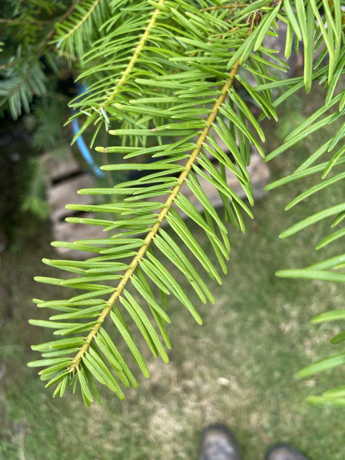 ABIES grandis / Grand Fir