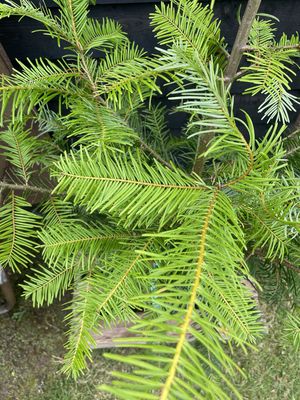 Grand Fir — view 3