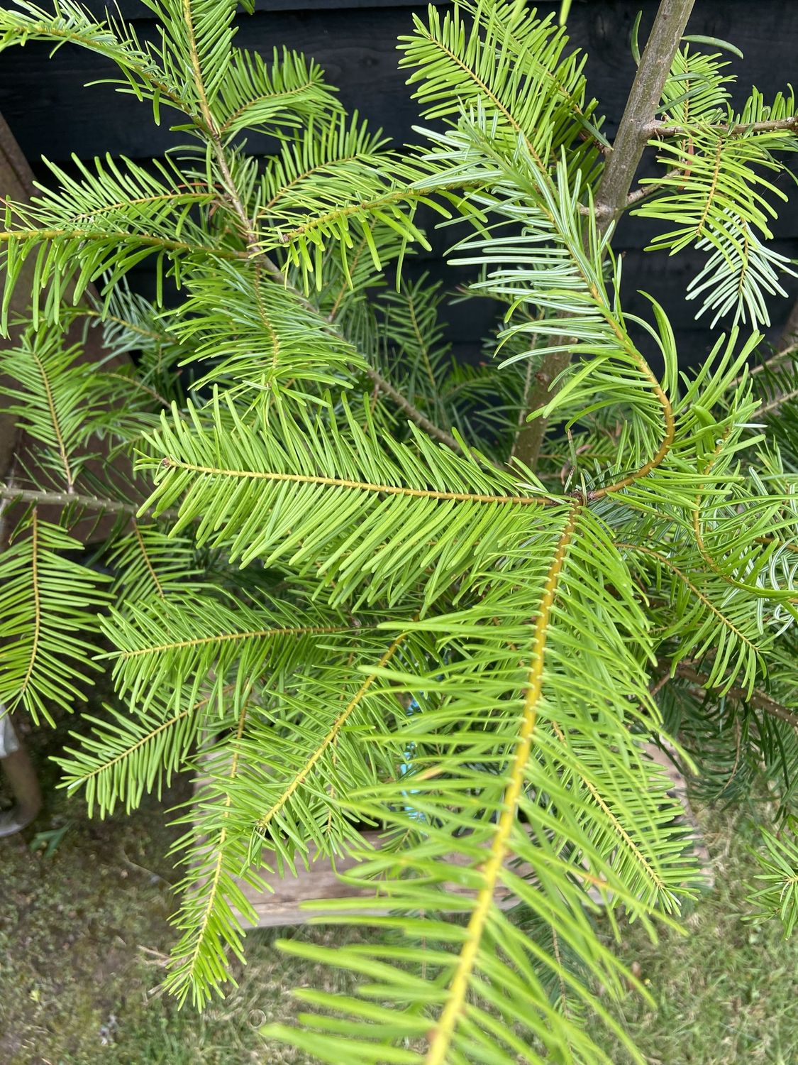 ABIES grandis / Grand Fir