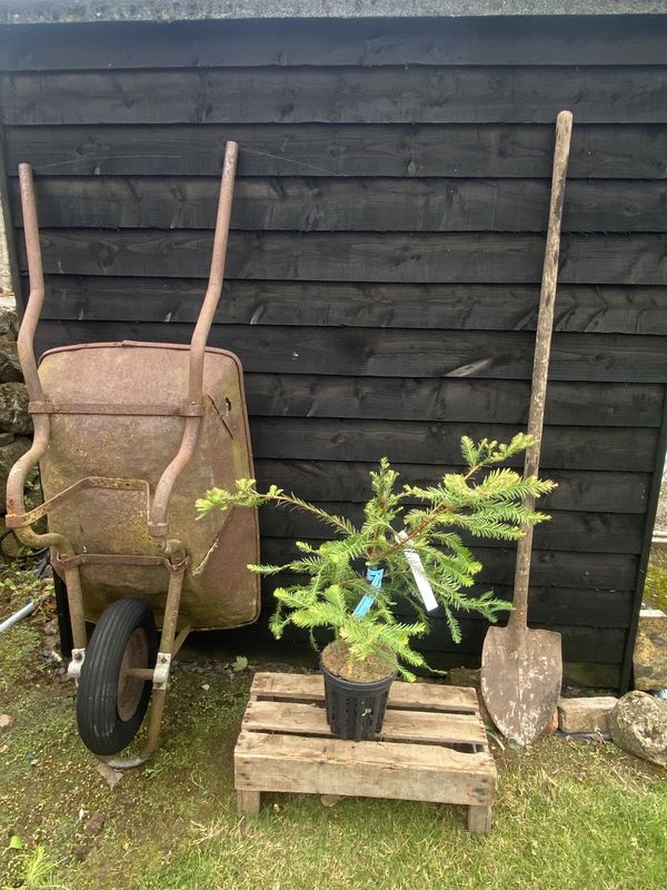 Coastal Redwood tree for sale UK
