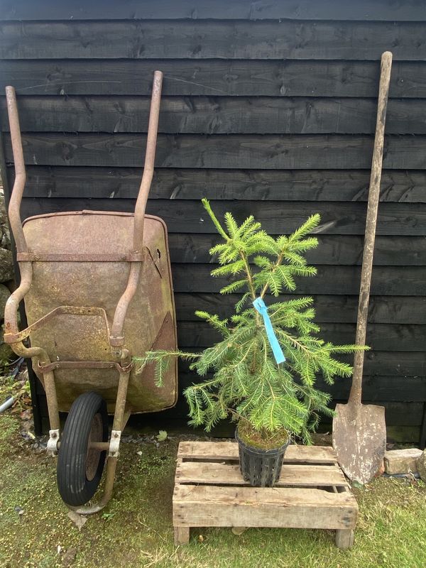 Serbian Spruce tree for sale UK