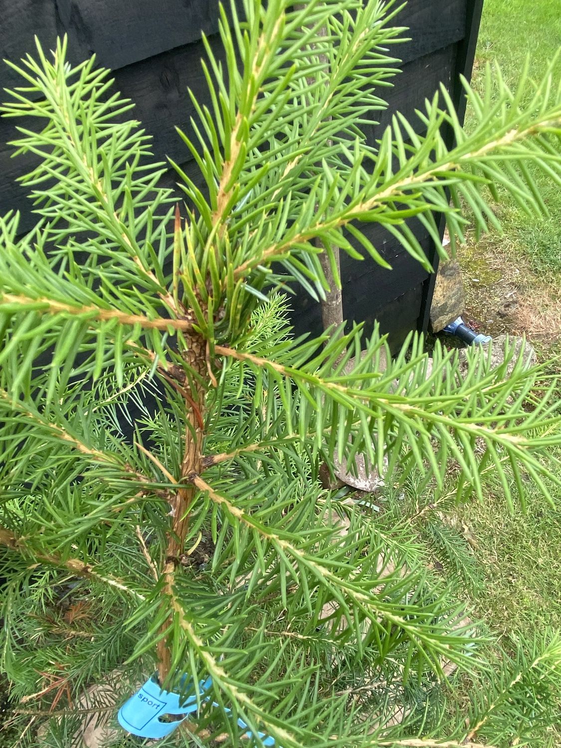 PICEA omorika / Serbian Spruce