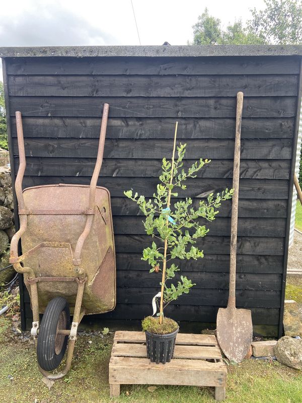 Cork Oak tree for sale UK