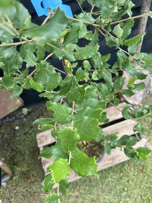 QUERCUS suber / Cork Oak