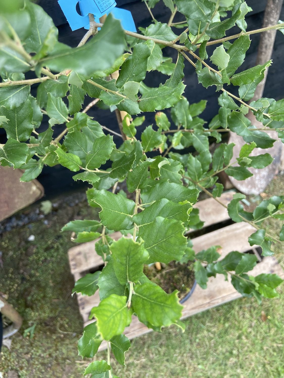 QUERCUS suber / Cork Oak