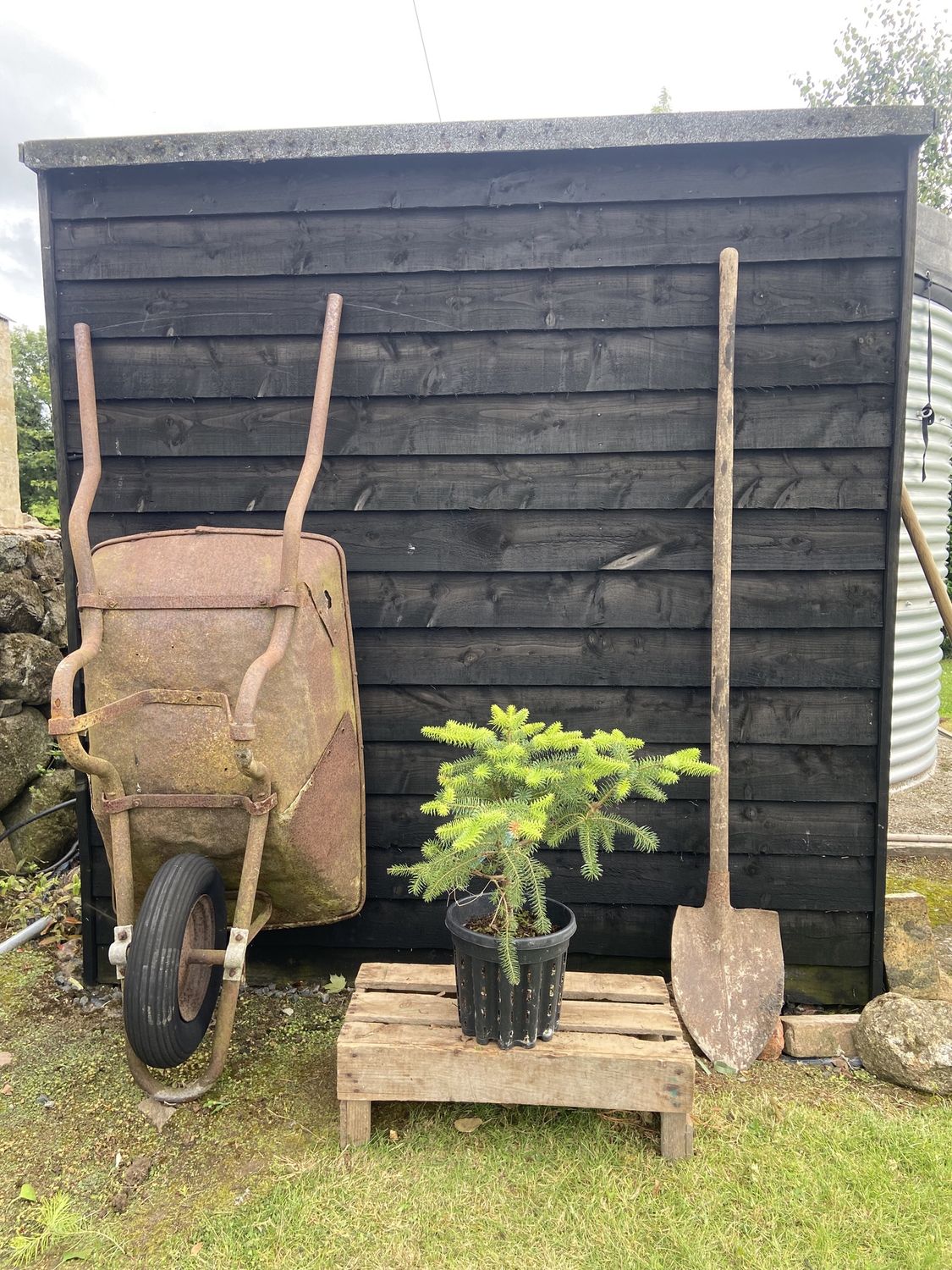 ABIES pinsapo / Spanish Fir